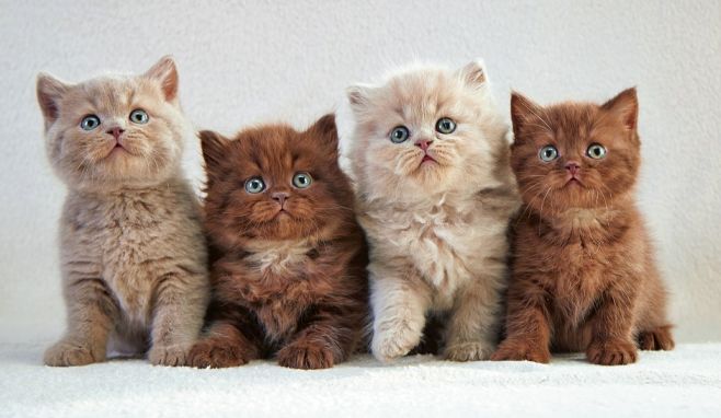 kittys